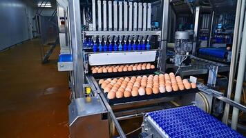 Large trays of sorted eggs on a chicken farm. Fragile eggs moving on a conveyor line. Industrial equipment of a modern poultry factory. video