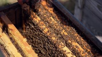 Top of the hive without lid with a lot of bees. Beekeeper taking the beehive frame out of the hive and inspects it. Busy bees crawling and roaming inside the hive. video
