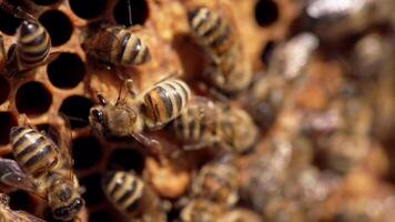 Busy honey bees on honeycomb. Bee colony crawling on honey cells on frame. Honey insects fluttering wings. Macro shot. video