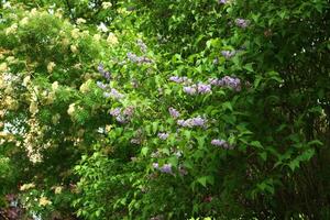 Blooming Lilacs and Lush Greenery in the Beautiful Season of Springtime Blossoms photo