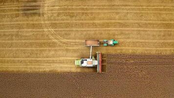 Harvester machine and tractor on yellow field. Combine is pouring ripe grains into the trailer. Top aerial view. Camera moving down. video
