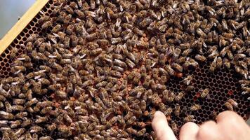 Bees moving on frame background. Bare hand of a beekeeper touching bees that are crawling on honeycombs. Apiculture concept. video