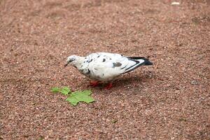 A Unique Spotted Pigeon is foraging actively on the Ground, searching for food and sustenance photo