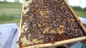 Bees on frame. Family of bees sealing ready honeycombs full of honey. Beekeeper holding frame with bees crawling on it. Close-up. video