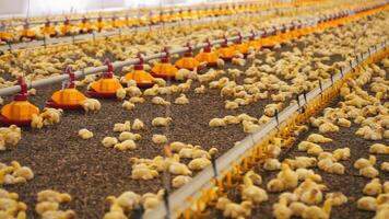 Large poultry farm with little chickens. Modern automatic equipment for feeding and drinking broilers on a factory for chicken production. video