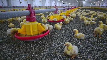 Little broilers on a modern factory. Young chickens breeding on a farm. Rows of troughs with feed for chicks. Poultry agriculture. video