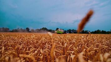 Golden wheat ears on field in summer. Dry spikelets on the background of combine harvester gathering crop. Agronomy and harvesting concept. Close-up. video