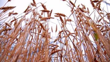 Wheat spikelets on clear sky backdrop. Ears of ripe wheat swaying by wind. Agricultural land with grain plants at harvesting season. video