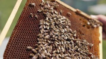 Frame with bees in beekeeper's hands. Large family of honey bees crawling on honeycomb frame. Beekeeping concept. Close-up. video