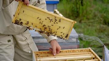 Beekeeper holding new frame with bees. Worker in suit examining bees in a beehive on the apiary. Removing excess honeycombs. video