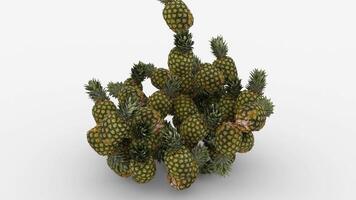 pineapple basket with white background video