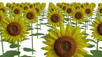 sunflower fields on white background video