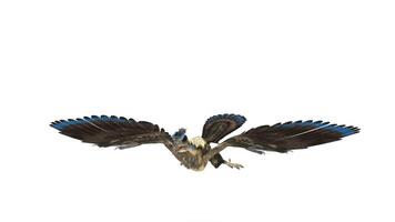 archaeopteryx dinosaur flying animation video