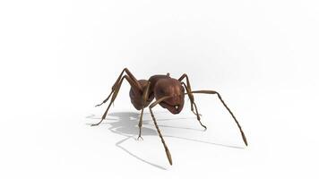 ant animation on white background video