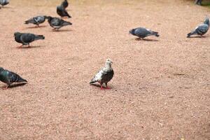 A group of pigeons gathered in the park along with an exceptionally unique whitefeathered bird photo