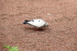 A pigeon is foraging diligently on sandy ground, set in a wonderfully tranquil setting photo