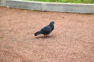 A Solitary Pigeon in a Relaxing Park Setting Surrounded by Nature and Urban Elements photo
