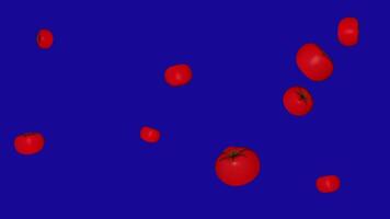 A lot of Red Tomato fall down from the top on blue screen background video