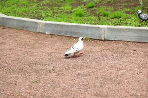 An Elegant White Pigeon Rests Gracefully on the Pavement in a Lush Park Setting Nearby photo