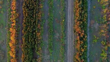 Aerial top view of rows of colorful autumn trees video