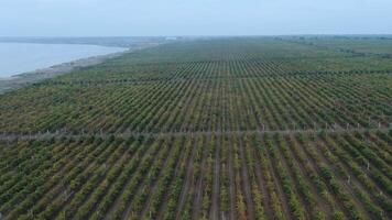 An aerial drone view of the vineyard by the lake in autumn video