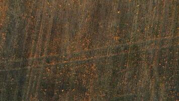 An aerial view of a dry autumn field at sunset. video