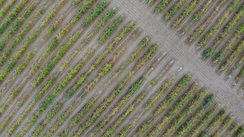 An aerial drone view of the vineyard in autumn video