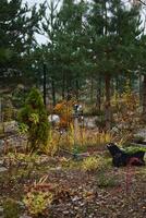 A Colorful Autumn Garden Featuring Evergreen Trees, Beautiful Decorative Elements, and More photo