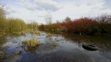 A wide-angle, eye-level shot captures a tranquil wetland scene in spring, featuring reflective, calm water interspersed with tall dry grasses, bare trees, and vibrant red-branched shrubs under a video