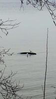 A long-lens, eye-level shot captures two small gulls perched on a dark, round, floating object in calm, grey water, framed by bare tree branches in the foreground. The muted tones and minimalist video