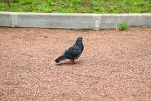 A Urban Pigeon is Walking on a Gravel Path in a Public Park Surrounded by Nature and Life photo