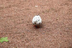 An Adorable and Charming Round Bird Walking on a Gravel Path in a Peaceful Environment photo