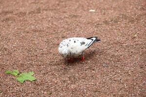 A Curious Bird is Foraging on the Ground in a Beautiful Natural Setting Within Natures Wonder photo