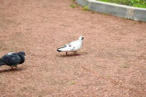 Pigeons gracefully walking along a gravel path in a serene environment of the city photo