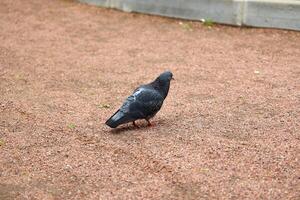 A Pigeon is Walking on a Gravel Path Located in an Urban Environment, Surrounded by the City photo