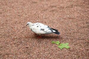 An Elegant White Pigeon gracefully perched on a Gravel Path in a serene urban setting photo