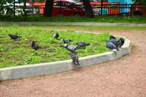 Pigeons can be seen foraging peacefully in a lovely park setting among the grass and greenery photo