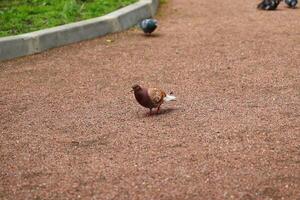 A Brown and White Pigeon is walking along a path in a park surrounded by vibrant nature photo
