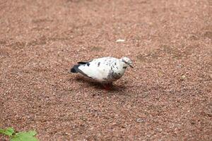 A Unique Pigeon Featuring Distinctive Feather Patterns Found in a Beautiful Natural Setting photo