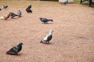 A vibrant flock of pigeons is seen in a serene park, enjoying the calm atmosphere photo