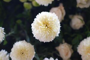 Close up of a White Chrysanthemum Flower photo