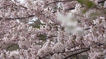 Sakura trees fluttering with the breeze. video