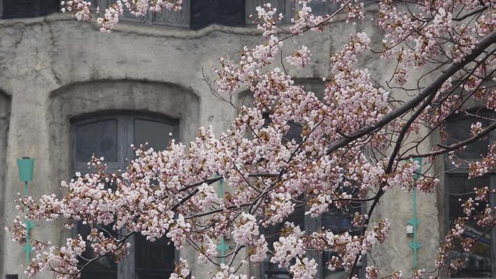 Flower Breeze 3点 Adorable Tree1点 まとめ割リピ割 Flower Breeze 3点 Adorable Tree1点 まとめ割リピ割 Blueberry