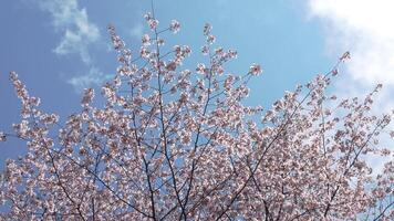 Flowering sakura trees fluttering with the breeze. video