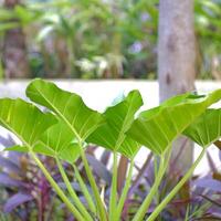 a green plant with large leaves in a garden photo