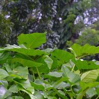 a large green plant with many leaves photo