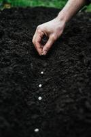 a man sows peas in the ground for planting, holds a handful of green eco-friendly seeds in his hands 5 photo