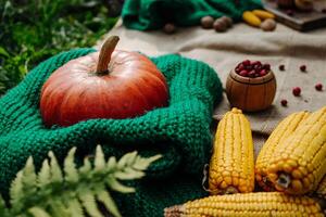 autumn harvest, large orange pumpkin, nuts, corn, red berries lie in the garden on a tablecloth photo