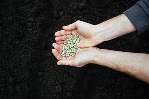 man holding a handful of pea seeds for cultivation in the ground. photo