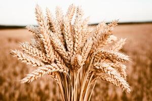 a bouquet of ears of wheat on the background of a sown field photo